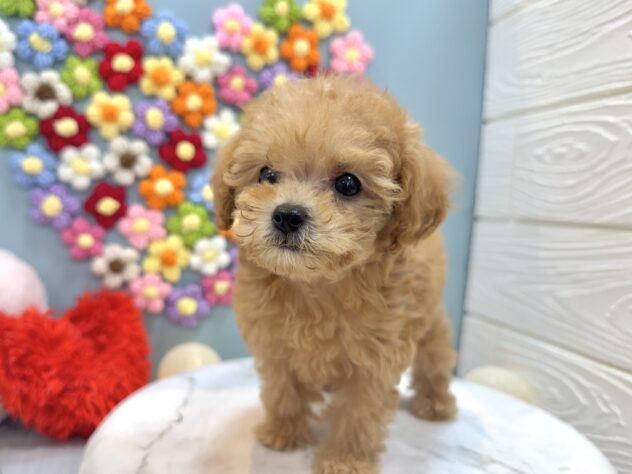 兵庫県のトイプードル(トイ) (ワンキャラット アミーゴ姫路飾磨店/2025年11月26日生まれ/女の子/オレンジフォーン)の子犬の4枚目の画像