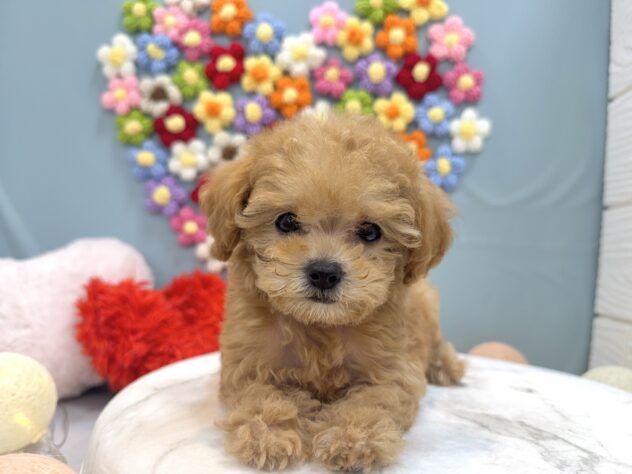 兵庫県のトイプードル(トイ) (ワンキャラット アミーゴ姫路飾磨店/2025年11月26日生まれ/女の子/オレンジフォーン)の子犬の3枚目の画像