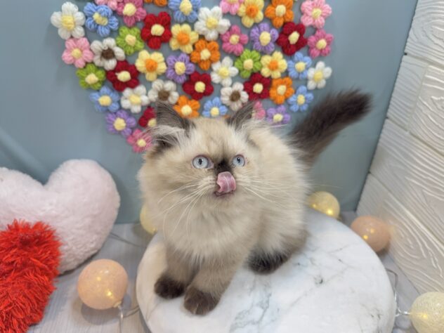 兵庫県のヒマラヤン (ワンキャラット アミーゴ姫路飾磨店/2025年10月4日生まれ/女の子/シールポイント)の子猫の2枚目の画像