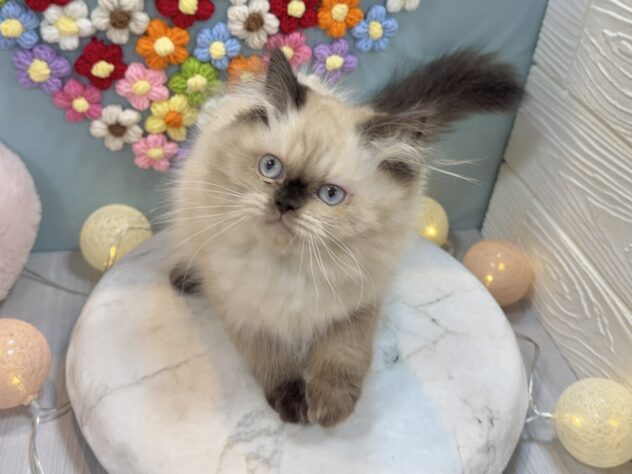 兵庫県のヒマラヤン (ワンキャラット アミーゴ姫路飾磨店/2025年10月4日生まれ/女の子/シールポイント)の子猫の1枚目の画像
