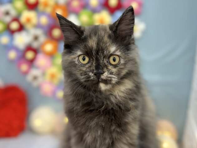 兵庫県のラガマフィン (ワンキャラット アミーゴ姫路飾磨店/2025年10月19日生まれ/女の子/トーティーシェル)の子猫