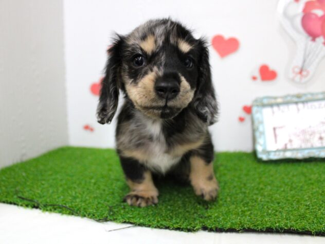 兵庫県のミニチュアダックスフンド(ロング) (ペット・プラザ アミーゴ尼崎昭和通店/2025年11月10日生まれ/女の子/シルバーダップル)の子犬の4枚目の画像