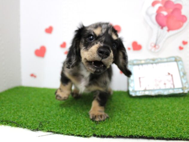 兵庫県のミニチュアダックスフンド(ロング) (ペット・プラザ アミーゴ尼崎昭和通店/2025年11月10日生まれ/女の子/シルバーダップル)の子犬の2枚目の画像