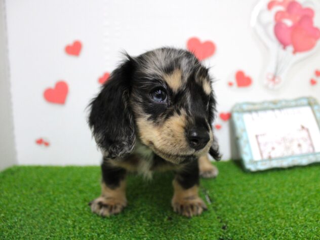 兵庫県のミニチュアダックスフンド(ロング) (ペット・プラザ アミーゴ尼崎昭和通店/2025年11月10日生まれ/女の子/シルバーダップル)の子犬の1枚目の画像