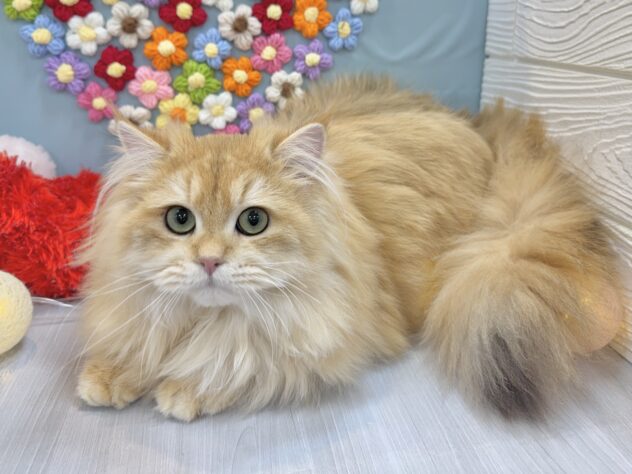 兵庫県のブリティッシュロングヘアー (ワンキャラット アミーゴ姫路飾磨店/2025年5月28日生まれ/男の子/シェーデットゴールデン)の子猫の3枚目の画像