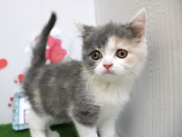 兵庫県のブリティッシュショートヘアー (ペット・プラザ アミーゴ尼崎昭和通店/2025年11月9日生まれ/女の子/ダイリュートキャリコ)の子猫の2枚目の画像