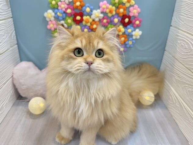 兵庫県のブリティッシュロングヘアー (ワンキャラット アミーゴ姫路飾磨店/2025年5月28日生まれ/男の子/シェーデットゴールデン)の子猫の2枚目の画像