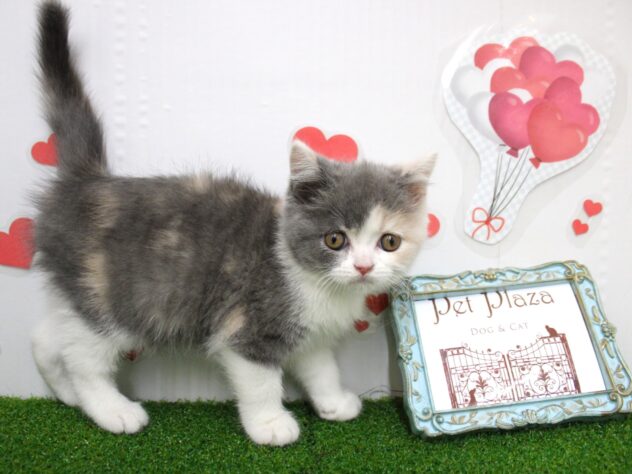 兵庫県のブリティッシュショートヘアー (ペット・プラザ アミーゴ尼崎昭和通店/2025年11月9日生まれ/女の子/ダイリュートキャリコ)の子猫の1枚目の画像