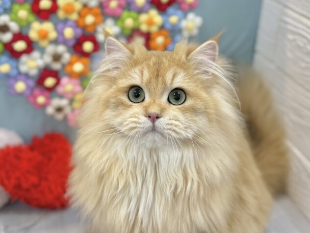 兵庫県のブリティッシュロングヘアー (ワンキャラット アミーゴ姫路飾磨店/2025年5月28日生まれ/男の子/シェーデットゴールデン)の子猫