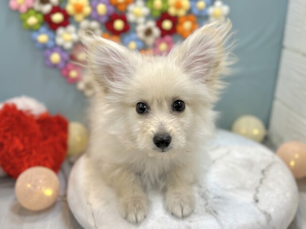 兵庫県のハーフ犬・ミックス犬 (ワンキャラット アミーゴ姫路飾磨店/2025年10月24日生まれ/男の子/クリーム)の子犬の1枚目の画像