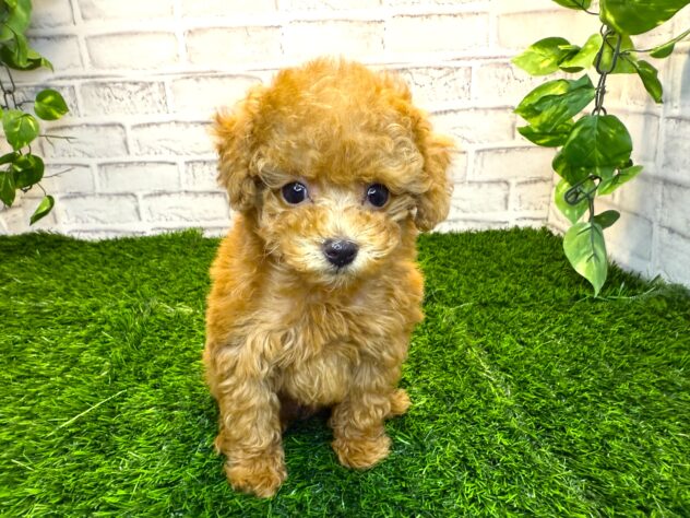 岡山県のトイプードル(トイ) (アミーゴ妹尾店/2025年11月11日生まれ/女の子/レッドフォーン)の子犬の1枚目の画像