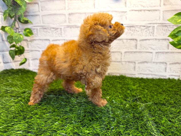 岡山県のトイプードル(トイ) (アミーゴ妹尾店/2025年11月11日生まれ/女の子/レッドフォーン)の子犬の2枚目の画像