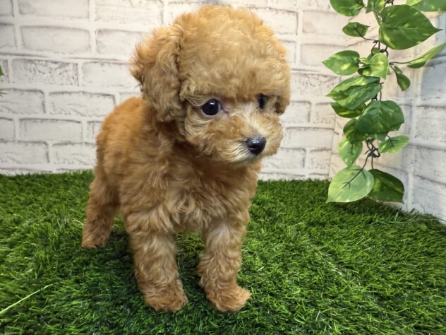 岡山県のトイプードル(トイ) (アミーゴ妹尾店/2025年11月11日生まれ/女の子/レッドフォーン)の子犬の3枚目の画像