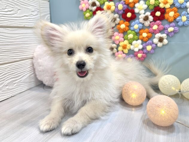 兵庫県のハーフ犬・ミックス犬 (ワンキャラット アミーゴ姫路飾磨店/2025年10月24日生まれ/男の子/クリーム)の子犬の2枚目の画像