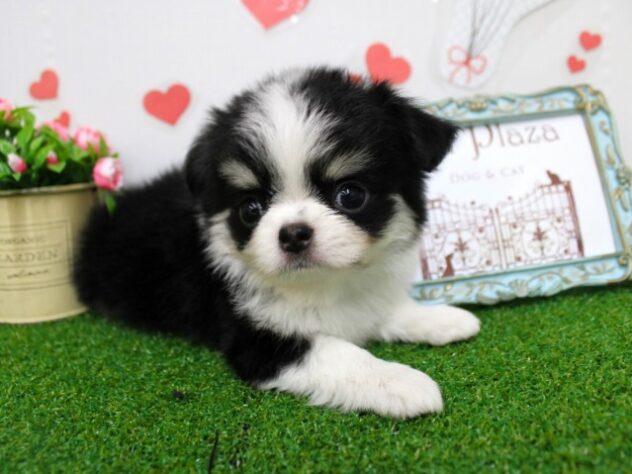 兵庫県のチワワ(ロング) (ペット・プラザ アミーゴ尼崎昭和通店/2025年11月16日生まれ/女の子/ブラックタンホワイト)の子犬の4枚目の画像