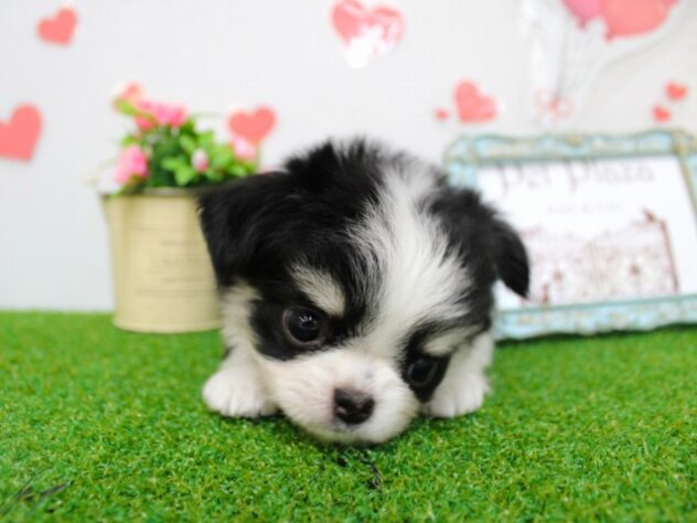 兵庫県のチワワ(ロング) (ペット・プラザ アミーゴ尼崎昭和通店/2025年11月16日生まれ/女の子/ブラックタンホワイト)の子犬の2枚目の画像