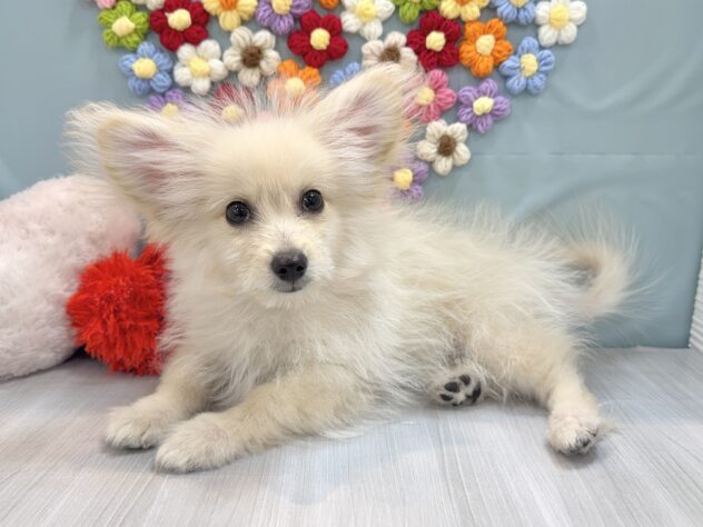 兵庫県のハーフ犬・ミックス犬 (ワンキャラット アミーゴ姫路飾磨店/2025年10月24日生まれ/男の子/クリーム)の子犬の3枚目の画像