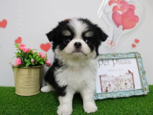 兵庫県のチワワ(ロング) (ペット・プラザ アミーゴ尼崎昭和通店/2025年11月16日生まれ/女の子/ブラックタンホワイト)の子犬の1枚目の画像