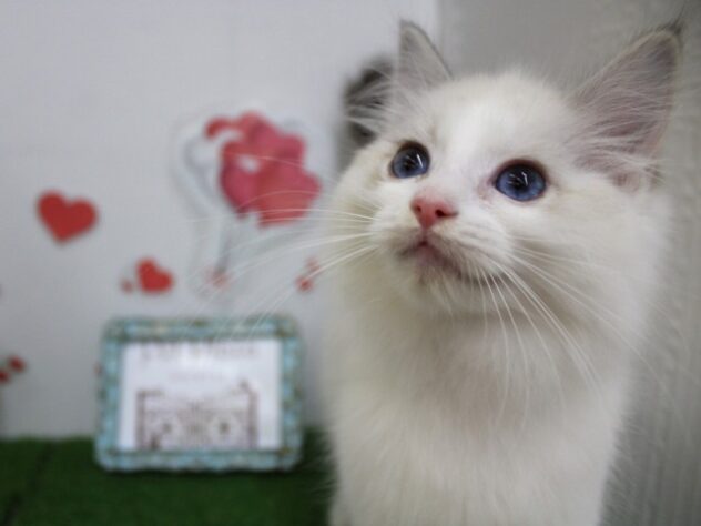 兵庫県のラグドール (ペット・プラザ アミーゴ尼崎昭和通店/2025年11月1日生まれ/女の子/シールポイントバイカラー)の子猫の2枚目の画像