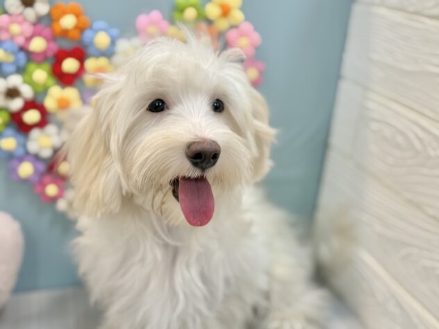 兵庫県のハーフ犬・ミックス犬 (ワンキャラット アミーゴ姫路飾磨店/2025年8月11日生まれ/男の子/クリーム)の子犬の2枚目の画像