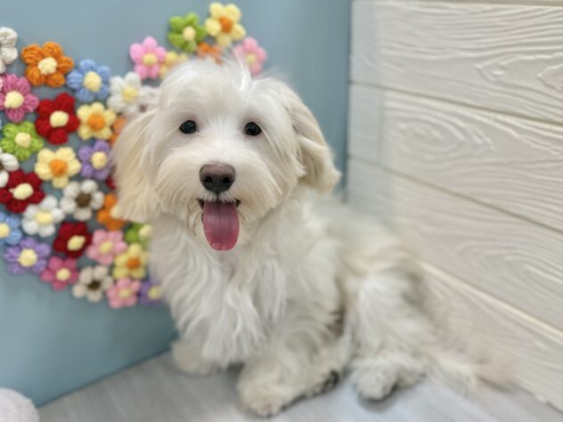 兵庫県のハーフ犬・ミックス犬 (ワンキャラット アミーゴ姫路飾磨店/2025年8月11日生まれ/男の子/クリーム)の子犬の3枚目の画像