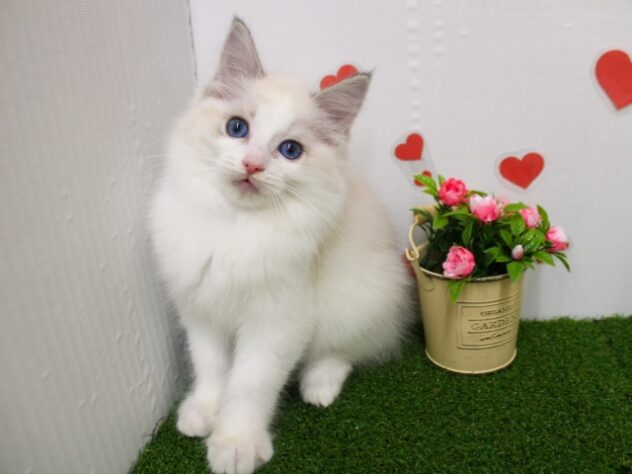 兵庫県のラグドール (ペット・プラザ アミーゴ尼崎昭和通店/2025年11月1日生まれ/女の子/シールポイントバイカラー)の子猫の3枚目の画像