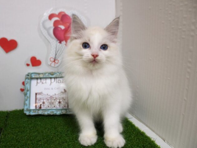 兵庫県のラグドール (ペット・プラザ アミーゴ尼崎昭和通店/2025年11月1日生まれ/女の子/シールポイントバイカラー)の子猫の4枚目の画像