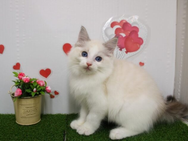 兵庫県のラグドール (ペット・プラザ アミーゴ尼崎昭和通店/2025年11月1日生まれ/女の子/シールポイントバイカラー)の子猫の1枚目の画像