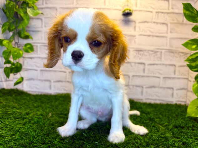 岡山県のキャバリアキングチャールズスパニエル (アミーゴ妹尾店/2025年10月22日生まれ/男の子/ブレンハイム)の子犬の2枚目の画像