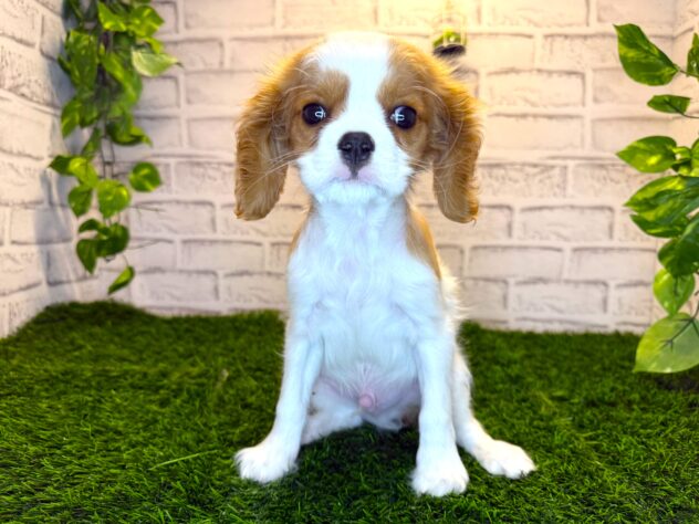 岡山県のキャバリアキングチャールズスパニエル (アミーゴ妹尾店/2025年10月22日生まれ/男の子/ブレンハイム)の子犬の1枚目の画像