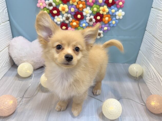 兵庫県のポメックス(ポメラニアン×ダックス) (ワンキャラット アミーゴ姫路飾磨店/2025年11月21日生まれ/男の子/ゴールド)の子犬の2枚目の画像