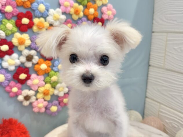 兵庫県のポメマル/マルポメ(ポメラニアン×マルチーズ) (ワンキャラット アミーゴ姫路飾磨店/2025年9月18日生まれ/男の子/ホワイト)の子犬の1枚目の画像