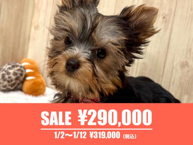 広島県のヨークシャーテリア (アミーゴ東深津店/2025年9月28日生まれ/女の子/スチールブルータン)の子犬の1枚目の画像