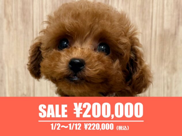 広島県のトイプードル(トイ) (アミーゴ東深津店/2025年10月5日生まれ/女の子/レッド)の子犬の1枚目の画像