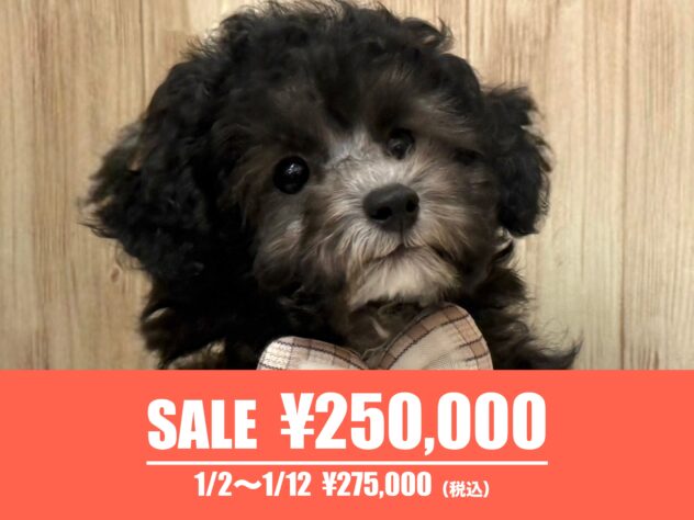 広島県のトイプードル(トイ) (アミーゴ東深津店/2025年8月25日生まれ/女の子/シルバー)の子犬の1枚目の画像