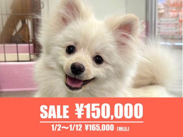 広島県のポメラニアン (アミーゴ東深津店/2025年6月30日生まれ/男の子/クリーム)の子犬の1枚目の画像