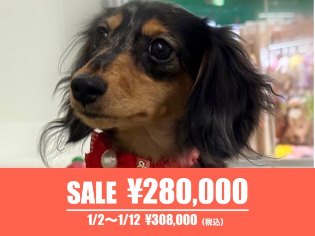 広島県のカニンヘンダックスフンド(ロング) (アミーゴ東深津店/2025年5月24日生まれ/女の子/シルバーダップル)の子犬の1枚目の画像