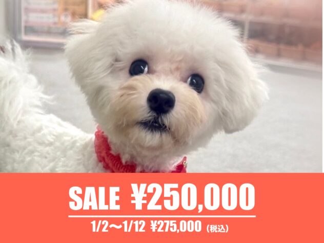 広島県のビションフリーゼ (アミーゴ東深津店/2025年5月9日生まれ/女の子/ホワイト)の子犬の1枚目の画像