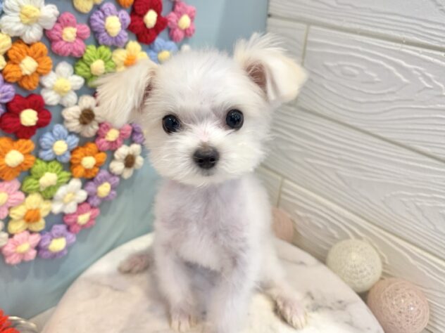 兵庫県のポメマル/マルポメ(ポメラニアン×マルチーズ) (ワンキャラット アミーゴ姫路飾磨店/2025年9月18日生まれ/男の子/ホワイト)の子犬の2枚目の画像