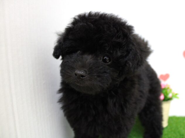 兵庫県のトイプードル(トイ) (ペット・プラザ アミーゴ尼崎昭和通店/2025年11月19日生まれ/男の子/ブラック)の子犬の3枚目の画像
