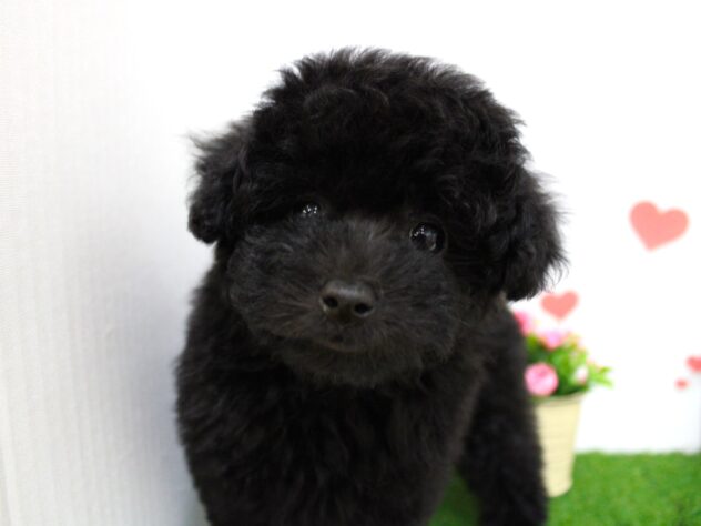 兵庫県のトイプードル(トイ) (ペット・プラザ アミーゴ尼崎昭和通店/2025年11月19日生まれ/男の子/ブラック)の子犬の4枚目の画像