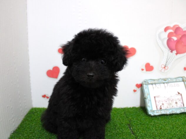 兵庫県のトイプードル(トイ) (ペット・プラザ アミーゴ尼崎昭和通店/2025年11月19日生まれ/男の子/ブラック)の子犬の2枚目の画像