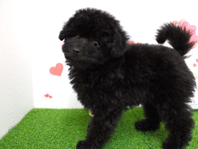 兵庫県のトイプードル(トイ) (ペット・プラザ アミーゴ尼崎昭和通店/2025年11月19日生まれ/男の子/ブラック)の子犬の1枚目の画像