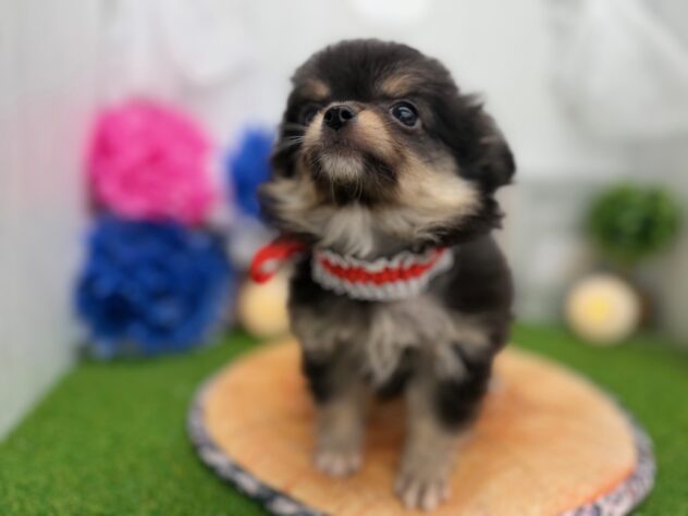 香川県のハーフ犬・ミックス犬 (ワンキャラット アミーゴ高松店/2025年11月6日生まれ/女の子/ブラックタン)の子犬の3枚目の画像