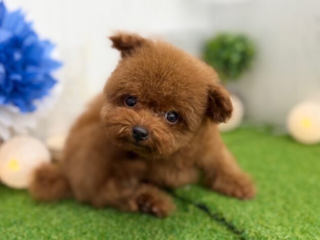 香川県のトイプードル(トイ) (ワンキャラット アミーゴ高松店/2025年10月14日生まれ/男の子/レッドフォーン)の子犬の2枚目の画像