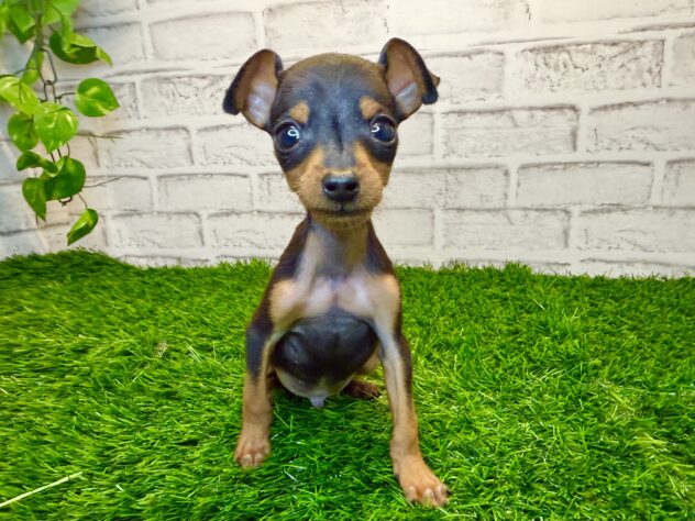 岡山県のミニチュアピンシャー (アミーゴ妹尾店/2025年11月15日生まれ/男の子/ブラックタン)の子犬の1枚目の画像