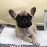 兵庫県のフレンチブルドッグ (ペット・プラザ アミーゴ神戸灘店/2025年9月22日生まれ/女の子/フォーン)の子犬の3枚目の画像