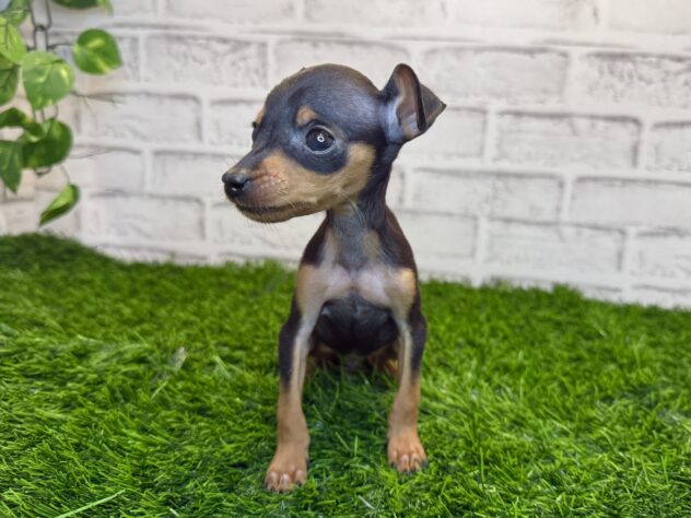 岡山県のミニチュアピンシャー (アミーゴ妹尾店/2025年11月15日生まれ/男の子/ブラックタン)の子犬の2枚目の画像