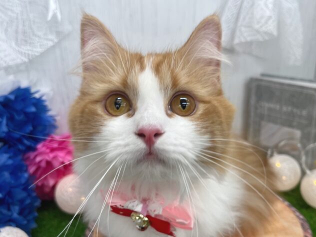 香川県のマンチカン (ワンキャラット アミーゴ高松店/2025年3月13日生まれ/女の子/レッドタビーホワイト)の子猫の1枚目の画像