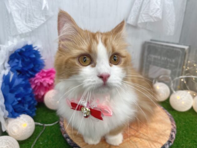 香川県のマンチカン (ワンキャラット アミーゴ高松店/2025年3月13日生まれ/女の子/レッドタビーホワイト)の子猫の3枚目の画像